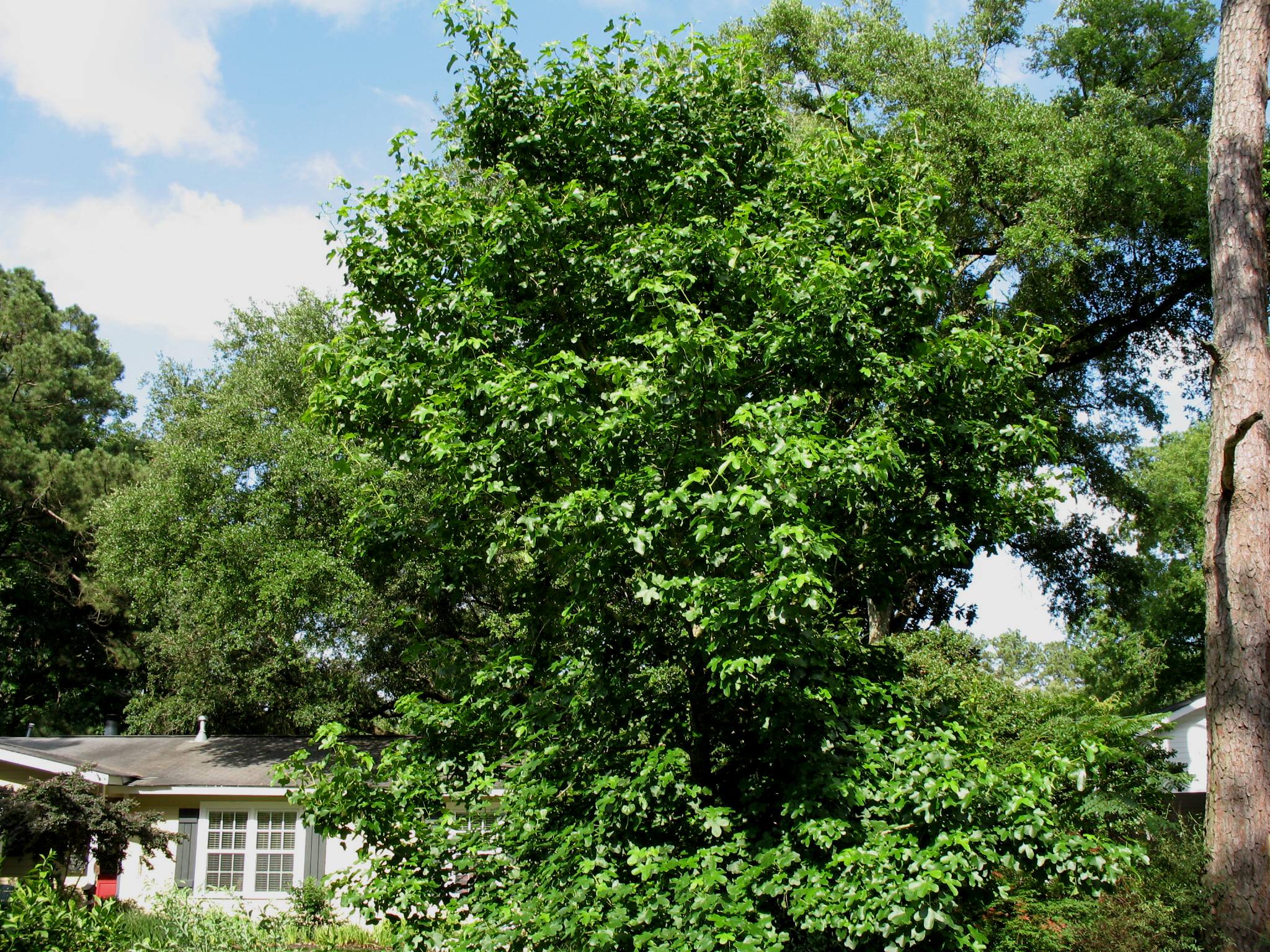 Online Plant Guide Liquidambar styraciflua 'Rotundiloba' / Fruitless